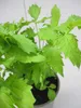 Echter Baldrian - Valeriana officinalis - Arzneibaldrian - Produktbild-Vorschau 3