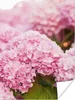 MuchoWow® Poster Busch - Blumen - Rosa - Hortensie 120x160 Produktbild-Vorschau 1