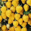 Gelbe Himbeere Golden Queen 2L Produktbild-Vorschau 1