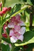 Weigela florida 'Nana Variegata', Weigelie, buntlaubig, Produktbild-Vorschau 5