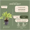 Planten van Frank | 48 Hirschzungenvarens | *Asplenium Productafbeelding-voorbeeld 4