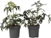 Holunder - 4 Stk - Sambucus nigra 'Black Lace' - Höhe Produktbild-Vorschau 1