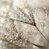 ARTland Wandbild Alu für Innen & Outdoor Pusteblume Produktbild-Vorschau 1