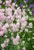 Lavandula angustifolia 'Hidcote Pink', Lavendel, rosa, ca. Produktbild-Vorschau 2