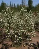 Erlenblättrige Felsenbirne ´SMOKY´ (Amelanchier) 30-40 cm, Produktbild-Vorschau 3