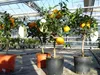 Citrus Yuzu 70 - 80 cm, Zitronenbaum Zitrone, japanische Produktbild-Vorschau 1