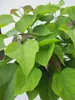 Hochstamm Kugel-Trompetenbaum Nana - Catalpa bignonioides - Produktbild-Vorschau 2