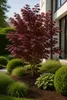 Acer palmatum 'Atropurpureum', environ 30 cm – Érable Voir les images du produit 3