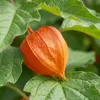 Bloomique - Lot de 6 - Physalis alkekengi franchetii - Voir les images du produit 2