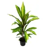zestaw 3 Cordyline fruticosa, lilia klubowa w doniczce 12 Podgląd zdjęcia produktu 2