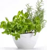 A white planter with basil and rosemary plants. Náhled obrázku produktu