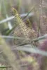 Pennisetum alopecuroides 'Hameln', Lampenputzergras, ca. Produktbild-Vorschau 2