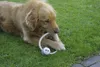 Hundespielzeug Seil mit Ball Ø20cm Baumwolle Spielzeug Hund Produktbild-Vorschau 2