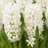 Hyazinthen Zwiebeln Winterhart Mehrjährig White Pearl - 15 Produktbild-Vorschau 2