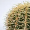 Złoty Kaktus Beczkowy - Echinocactus grusonii - Wysokość Podgląd zdjęcia produktu 3