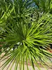 Chamaerops Humilis - europejska palma karłowata - Podgląd zdjęcia produktu 7