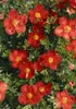 Potentilla 'Red Ace', Fingerstrauch, leuchtend rot, ca. 9x9 Produktbild-Vorschau 8