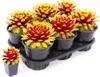 BALDUR-Garten 1x Sempervivum Giants 'Gold Mine', Pflanze im Produktbild-Vorschau 2