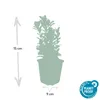 Couvre-sol - Fusain rampant - Euonymus japonicus 'Green Voir les images du produit 6