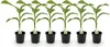 GreenboutiQ - Plante fruitière - Plante de banane - Musa Voir les images du produit 2