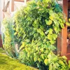 A bird netting covers a lush green vine plant growing along a wooden structure. Anteprima dell’immagine prodotto