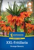 Kiepenkerl Kaiserkrone Orange Beauty Fritillaria imperialis Produktbild-Vorschau 1