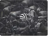 MuchoWow® Mauspad Mousepad Zebra - Büffel - Braun 23x19 cm Produktbild-Vorschau 1