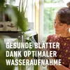 COMPO SANA® Grünpflanzen- und Palmenerde - 40 Liter Produktbild-Vorschau 7