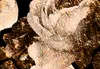 Vlies Fototapete Blumen Rosen 400x280 cm Tapeten Wandtapete Produktbild-Vorschau 4