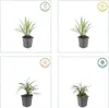 Glöckchentraube - Erba delle orchidee - Liriope muscari Anteprima dell’immagine prodotto 3