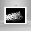 Poster - Poster ohne Rahmen - Weiß Tiger Schwarz und Weiß - Produktbild-Vorschau 4