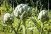Kamelur Bio Artischockenkraut geschnitten 1 kg Produktbild-Vorschau 3