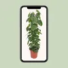 Philodendron Scandens - 110-120cm - Ø24cm - Pianta Anteprima dell’immagine prodotto 4