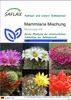 SAFLAX - Kakteen - Mammilaria Mischung - 40 Samen - Produktbild-Vorschau 1