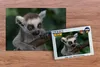 MuchoWow MuchoWow® Puzzle 1000 ks Zvíře - Větev - Lemur Náhled obrázku produktu 2