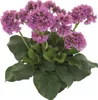 Bergenia 'Abendkristall' - Garten-Bergenie cordifolia im Produktbild-Vorschau 1