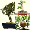 Exotische Bonsai Samen mit hoher Keimrate - Pflanzen Samen Produktbild-Vorschau 4
