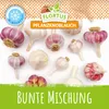 Artikelbild 2 von 'Winterpflanzknoblauch Bunte Mischung' aus der Kategorie Steckzwiebeln Produktbild-Vorschau