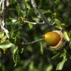 Dub cesmínový – kríky – Quercus ilex  | 60–80 cm v Náhľad obrázku produktu 1