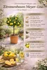 Citronnier Meyer 70–100 cm – Citrus limon Meyer avec fleurs Voir les images du produit 2