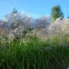 A field of tall ornamental grass with feathery plumes against a bright blue sky. Náhled obrázku produktu
