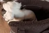 Taška pro psa Teddy Hundetasche, barva čokoládová – Náhled obrázku produktu 3