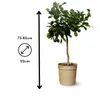 Combava - agrume méditerranéen - arbre fruitier - ↕ 75-85 Voir les images du produit 3