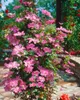 Clematis Hybrid 'Comtesse de Bouchaud', rosa Blüten, 40–60 Produktbild-Vorschau 6