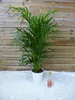 [Palmenlager] Goldfruchtpalme 120 cm - Dypsis lutescens - Produktbild-Vorschau 5