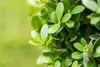 Ilex crenata 'Robustico', Japanische Stechpalme, immergrün, Produktbild-Vorschau 4