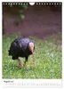 Der Waldrapp - Der etwas andere Vogel (Wandkalender 2027 Produktbild-Vorschau 11