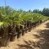 5 Stück XXL Stämme, Palme Trachycarpus fortunei - Produktbild-Vorschau 1