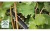 Bosch AdvancedHedgeCut 36V-65-28 - Taille-haies - sans fil Voir les images du produit 15
