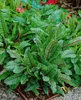 Blut-Ampfer, im 11 cm Topf - Rumex sanguineus Produktbild-Vorschau 11